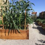 Exterior Designs Landscape | Vegetable Boxes