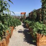 Exterior Designs Landscape | Vegetable Boxes